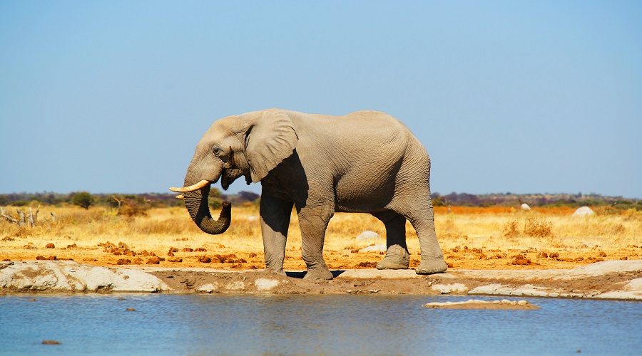 Affordable Tanzania Safari: 2 Days in Serengeti & Ngorongoro